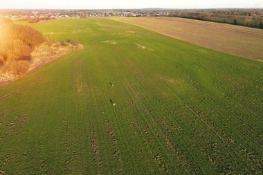 Kırsal alanda geyik sürüsü