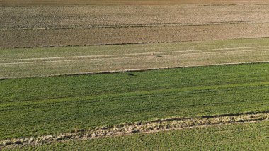 Kırsalda vahşi geyik otluyor.