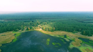 Kuruyan göl ve ağaçların manzarası