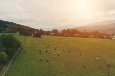 Dağ çiftliğindeki dağ sığırlarının manzaralı manzarası