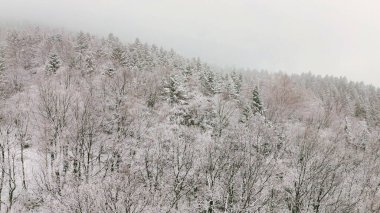 Soğuk orman ve kırsal bölge karla kaplı.