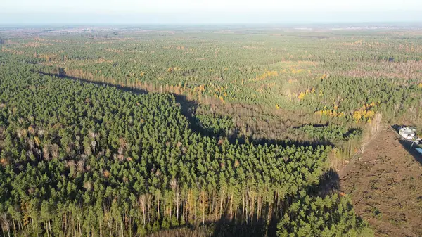 Yukarıdan canlı düşen orman manzarası