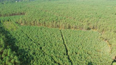 Kırsal alanda yoğun yeşil çam ormanı