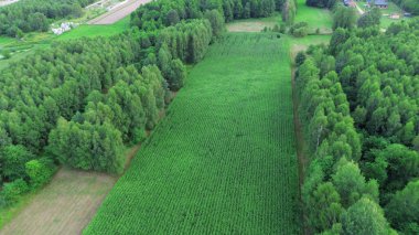 Yeşil tarlaları ve gökyüzü olan bahar tarım arazisi