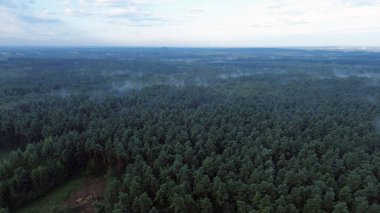Bereketli yeşil orman manzarası üzerine puslu bir sabah