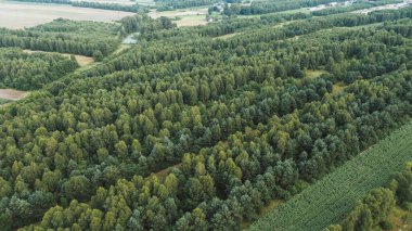 Çeşitli ağaç tepeleri olan yeşil orman