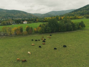 Otlaktaki İskoç sığırlarının insansız hava aracı görüntüsü.