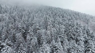 Karla kaplı kırsal alan ve yoğun çam ormanı