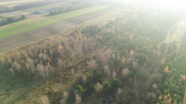 Kırmızı ve sarı yapraklı sonbahar ormanı