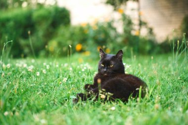 Kara kedi yaz güneşinde çimenli tarlada