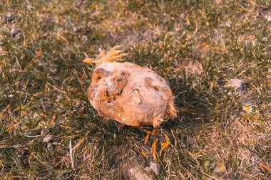 Yeni yetişmiş pörsümüş patates.