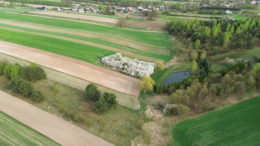 Toprağın yakınındaki bahar çiti.
