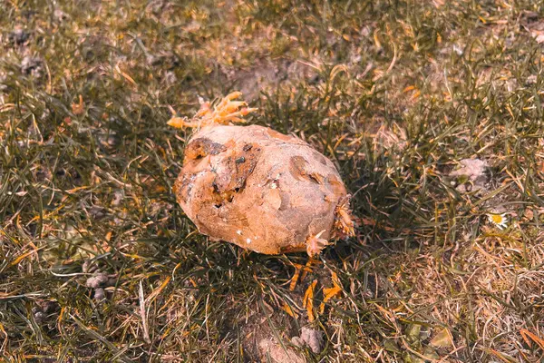 Yeni yetişmiş pörsümüş patates.