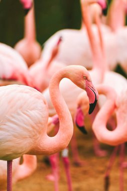 Pembe flamingolar doğada bir arada duruyorlar.