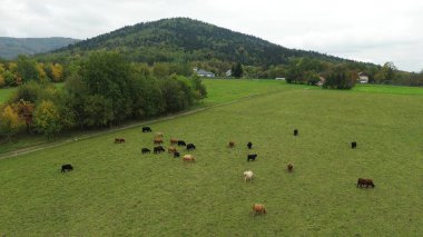 Çiftlikteki dağ sığırlarının havadan görünüşü.