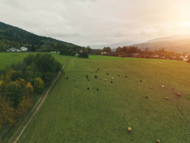 Manzaralı kırsal alanda gezinen inekler.