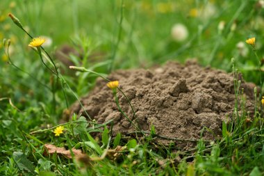 Baharda tarla çimlerinde köstebek tepesi