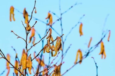 Ağaç dalları ve kedi derileri havaya polen salıyor.