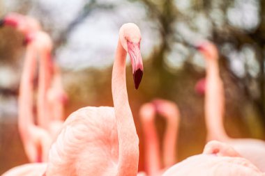 Bulanık grubu olan tek pembe flamingo.