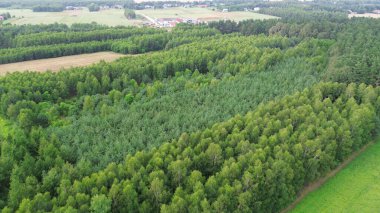 Doğal Ağaç Büyüyen Yabanıl Topraklar