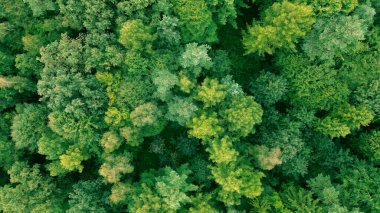 Yemyeşil ağaçların en üst görüntüsü