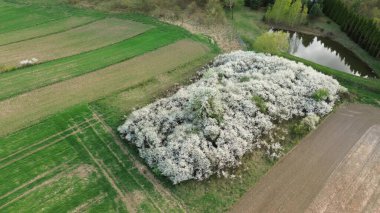 Havadan bakıldığında beyaz çiçek koruluğu