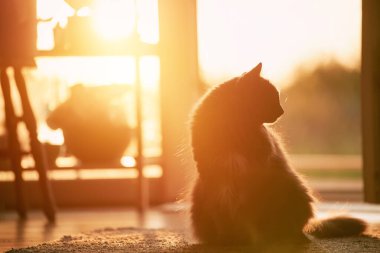 Yumuşak gri kedi sıcak güneş ışığında