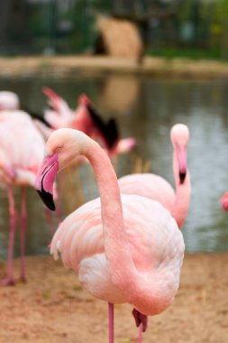 Tropikal yaban hayatında flamingoyu kapat