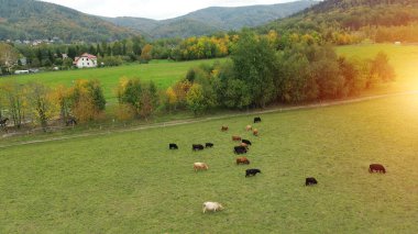 Dağlarda otlayan sığırlar, hava manzarası