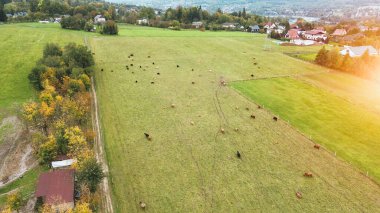 Dağ otlaklarındaki dağlık ineklerin insansız hava aracı görüntüsü.