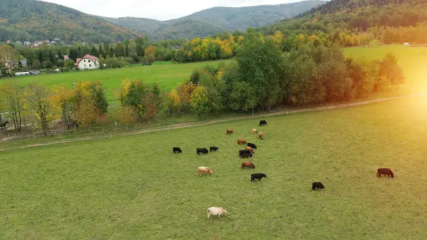 Dağlarda otlayan sığırlar, hava manzarası