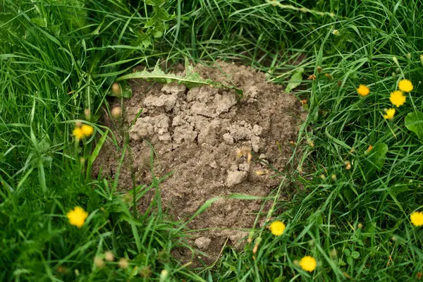 Köstebek kazmaktan çimlere çamur yığılmış.