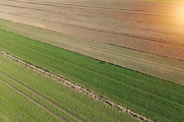 Tarlada geyik ve ren geyiği sürüsü