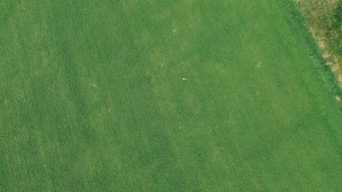 Açık arazide otlayan geyik sürüsü.