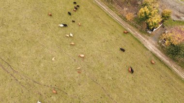Avrupa dağlarında gezinen dağ inekleri, hava manzarası.