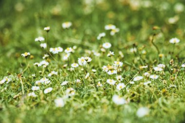 Çayırdaki taze beyaz yonca çiçekleri