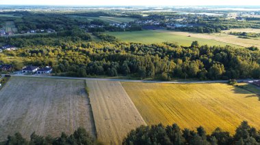 Açık Araziyi Dolduran Genç Ağaçlar