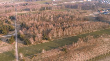 Çıplak ağaç dallarıyla mevsimlik orman manzarası