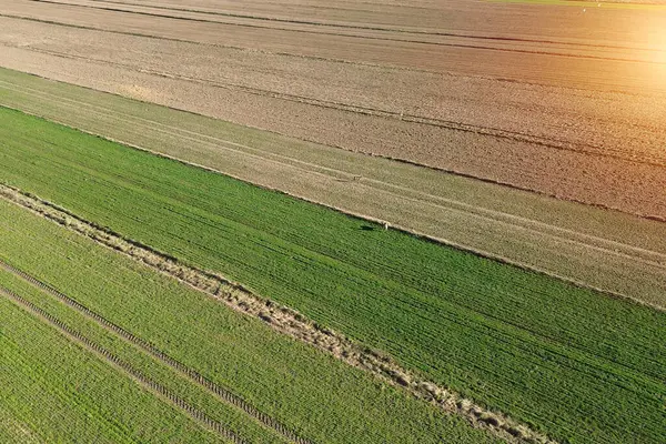 Tarlada geyik ve ren geyiği sürüsü