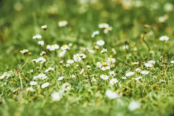 Çayırdaki taze beyaz yonca çiçekleri