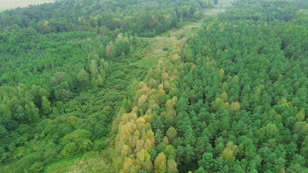 Güneşli sonbahar ormanlarında renkli ağaçlar