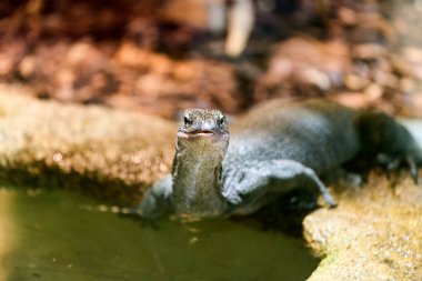 Kertenkele taşın üzerinde huzur içinde yatıyor.