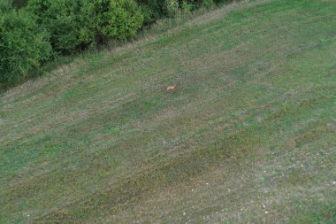 Doğadaki geyiklerin drone perspektifi