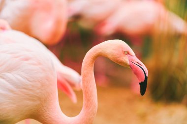 Vahşi sularda uzun bacaklı flamingolar