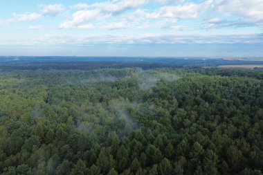 Yeşil ormanda sisli bir yaz sabahı