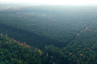 Altın güneş ışığı altında güzel bir sonbahar ormanı