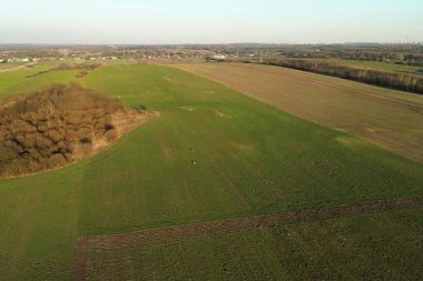 Açık çayırlarda dört geyik