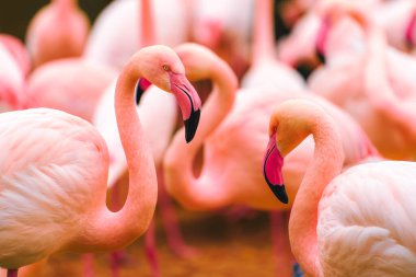 Mavi suda duran bir grup flamingo.