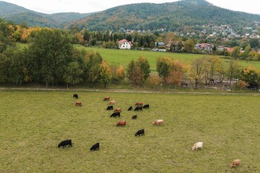 Manzaralı kırsal alanda gezinen inekler.