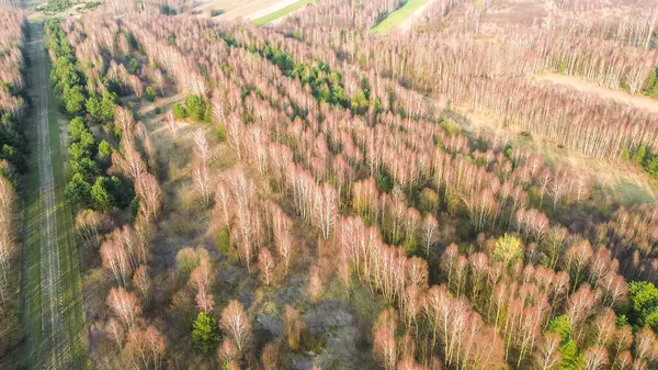 Kuru dalları olan eski orman ağaçları